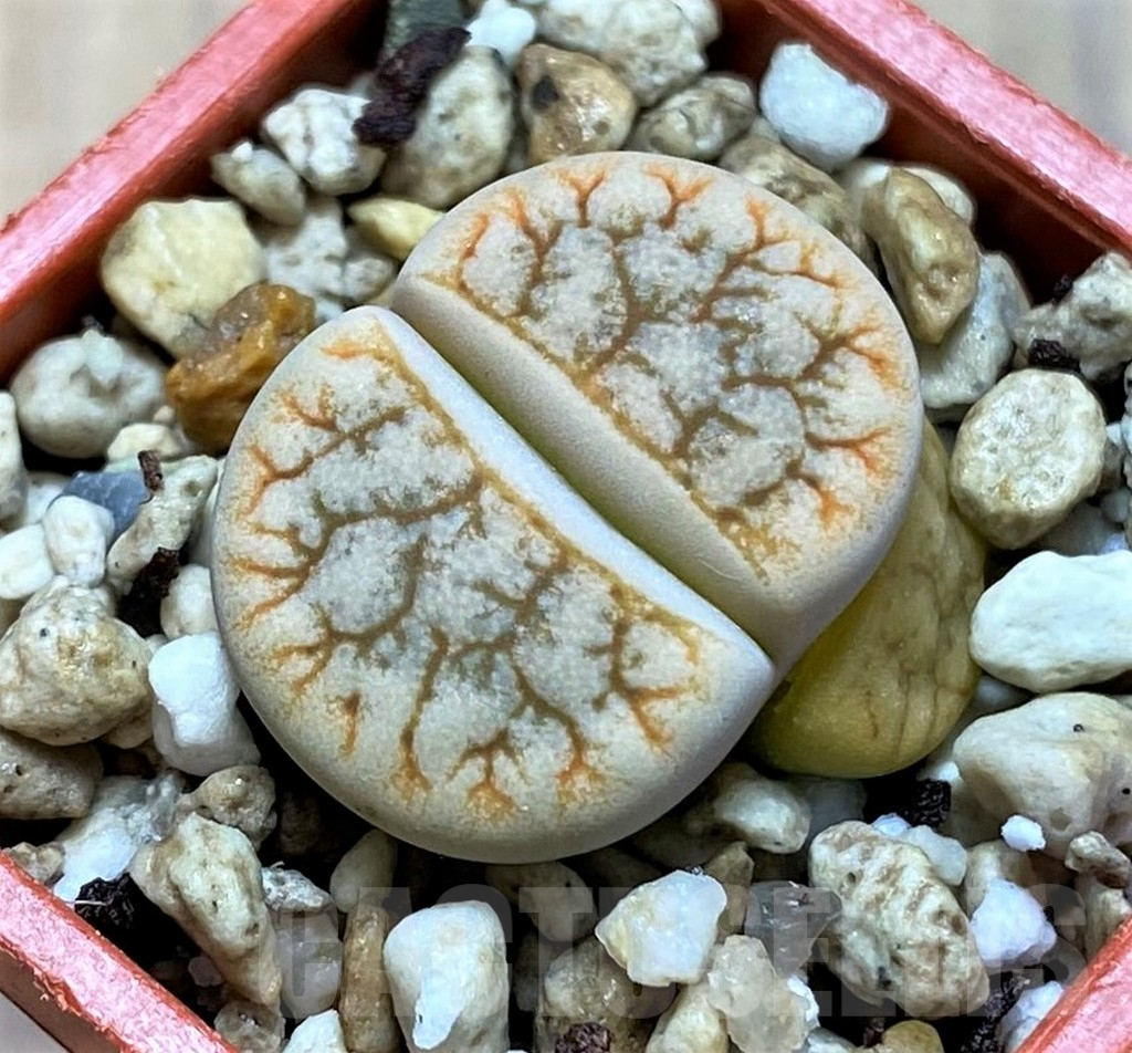 SH14152 Lithops gracilidelineata C309
