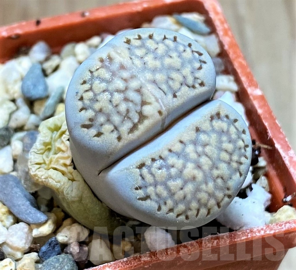 SH14153 Lithops hallii -Geelkop-