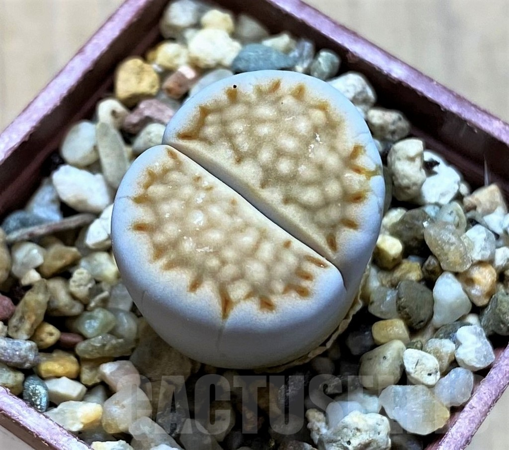 SH14154 Lithops hallii -Geelkop-