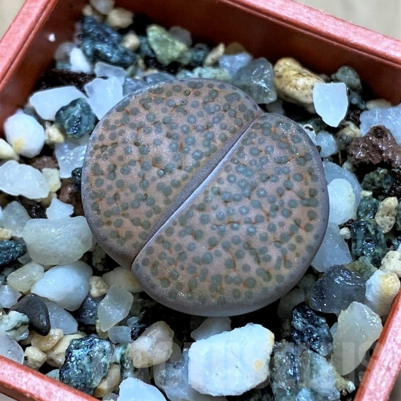 SH14155 Lithops fulviceps v. lactinea