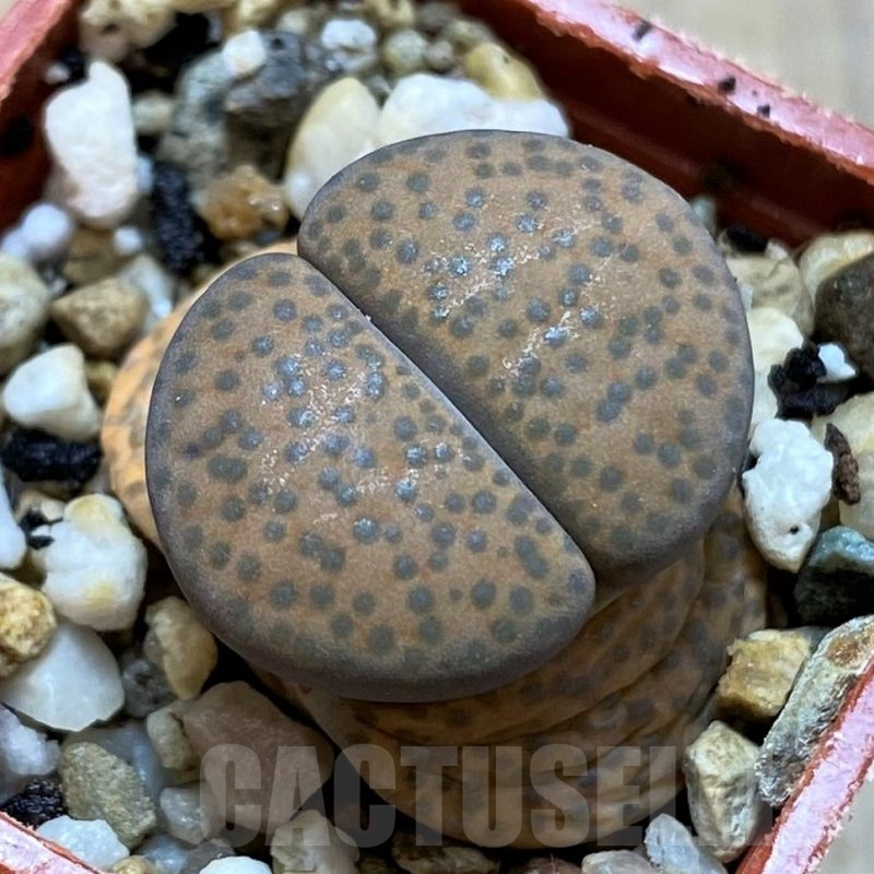 SH14156 Lithops fulviceps v. lactinea