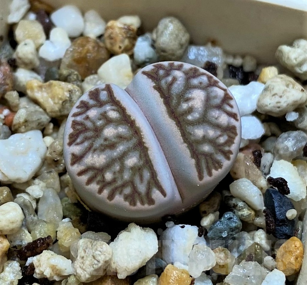 SH14160 Lithops julii ‘Kikushogyoku’