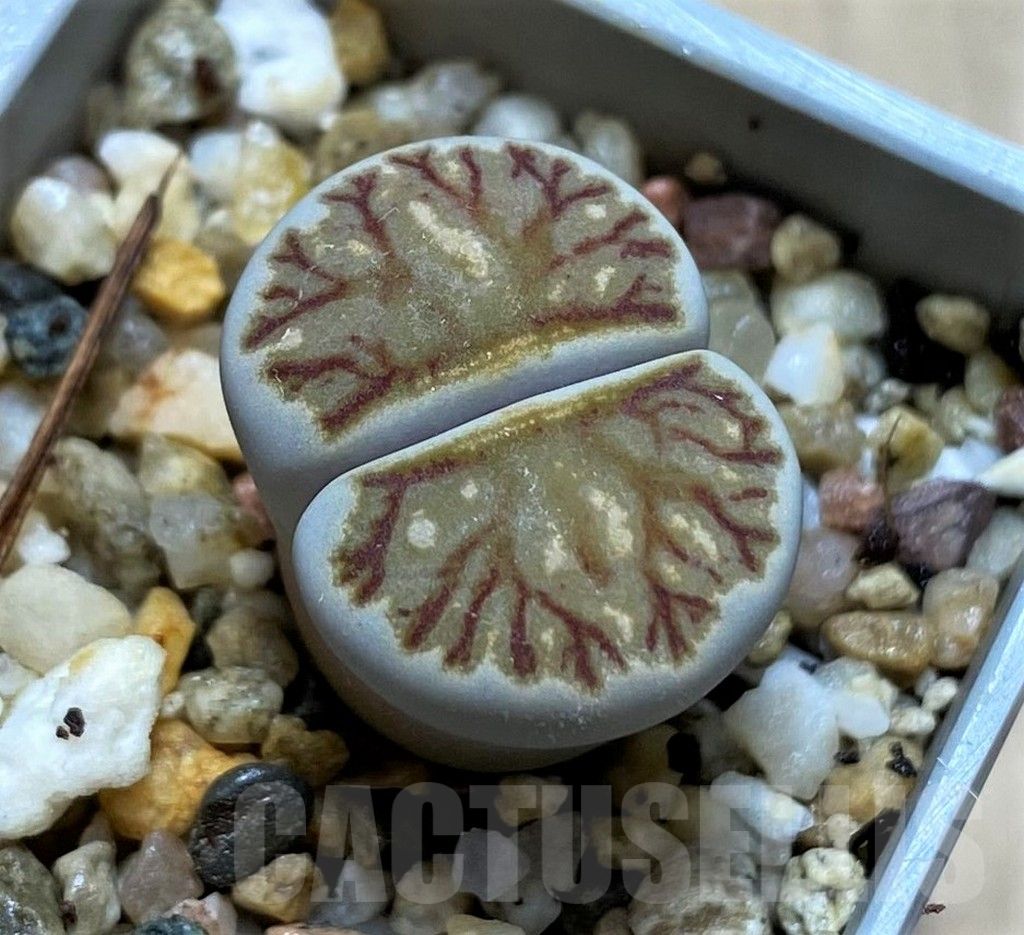 SH14162 Lithops julii ‘Kikushogyoku’
