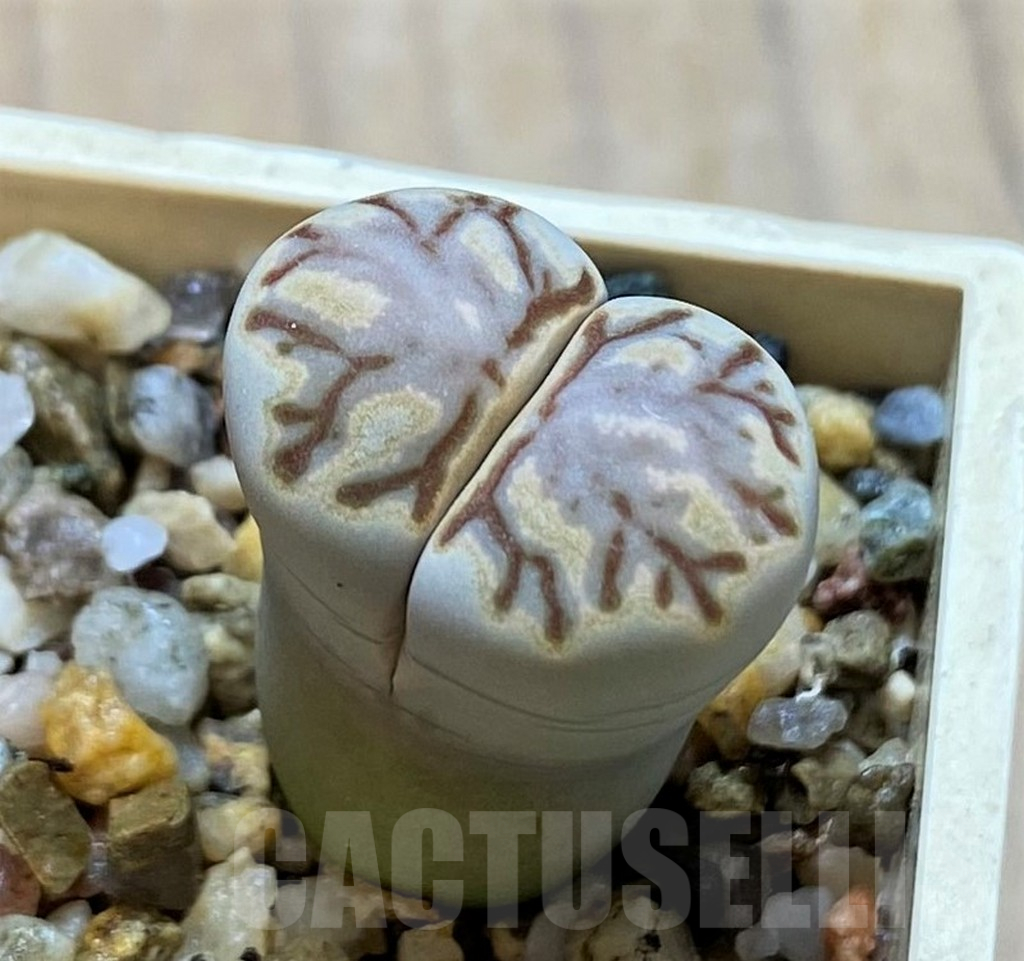 SH14163 Lithops julii ‘Kikushogyoku’