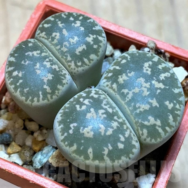 SH14164 Lithops lesliei