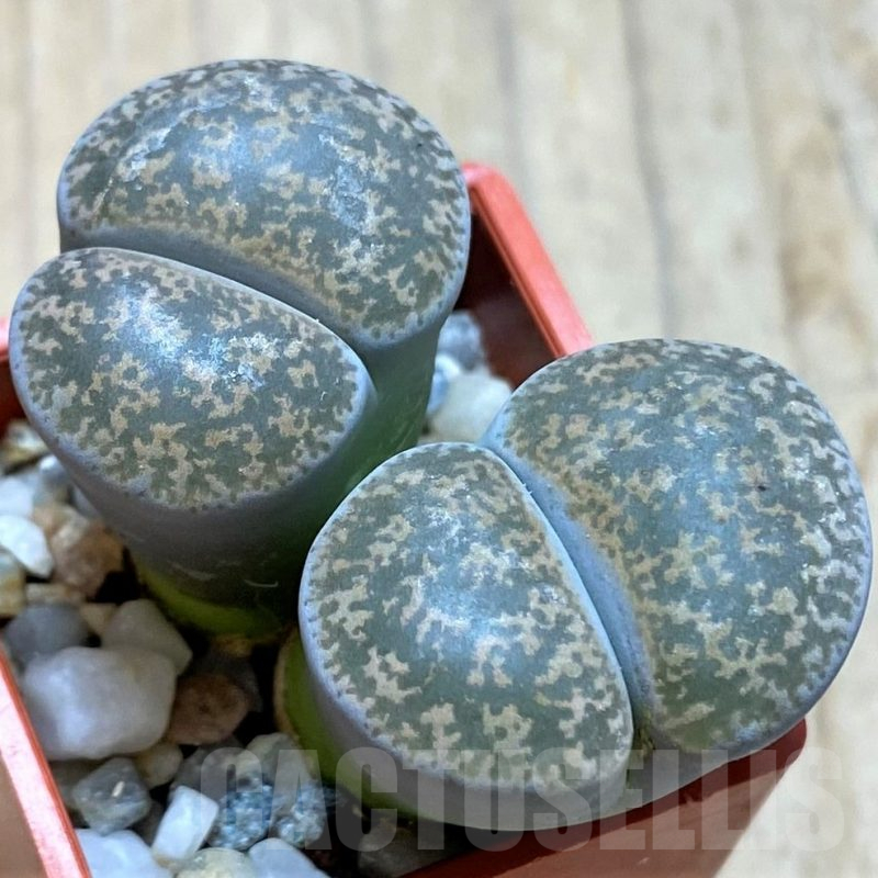 SH14165 Lithops lesliei f. grey C009, SH1740