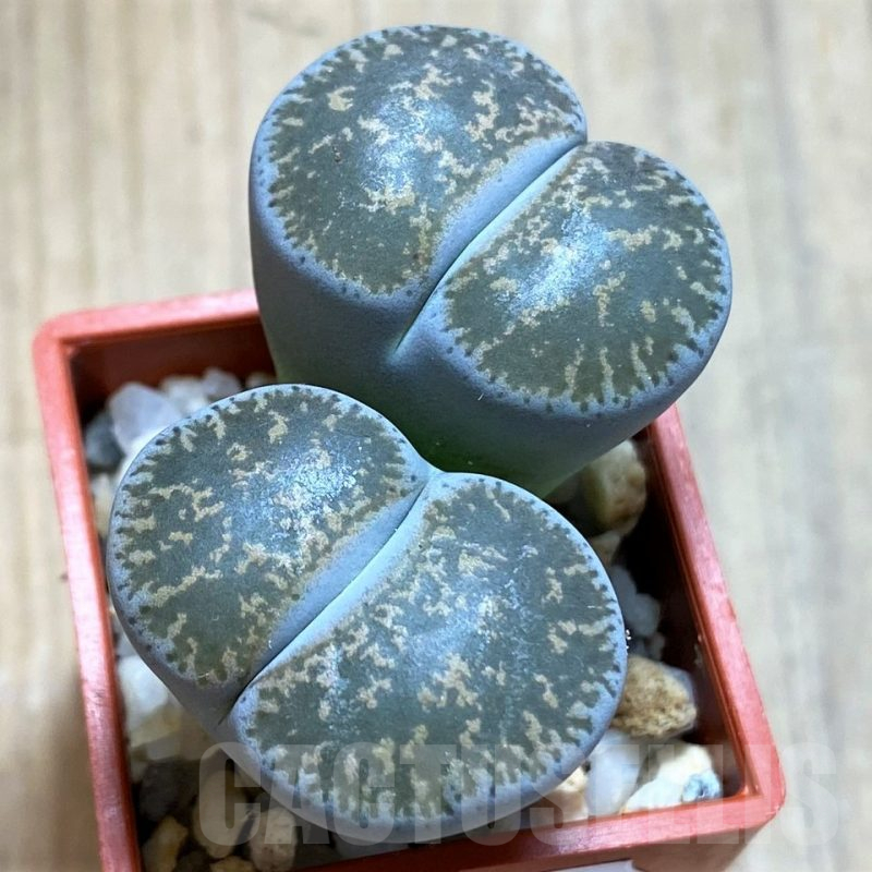 SH14166 Lithops lesliei f. grey C009, SH1740