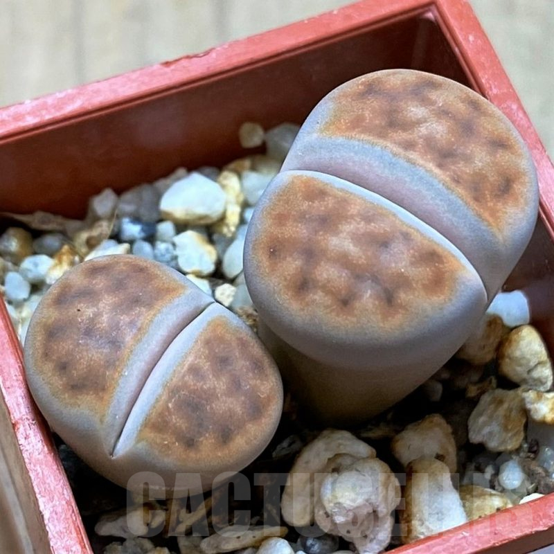 SH14167 Lithops karasmontana 'Lateritia'