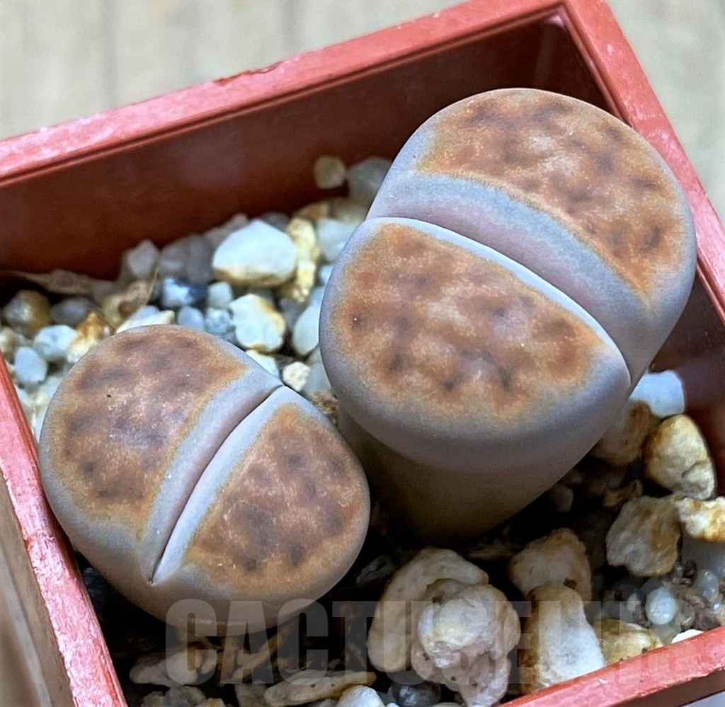 SH14167 Lithops karasmontana 'Lateritia'