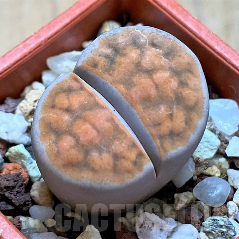 SH14168 Lithops karasmontana 'Lateritia'