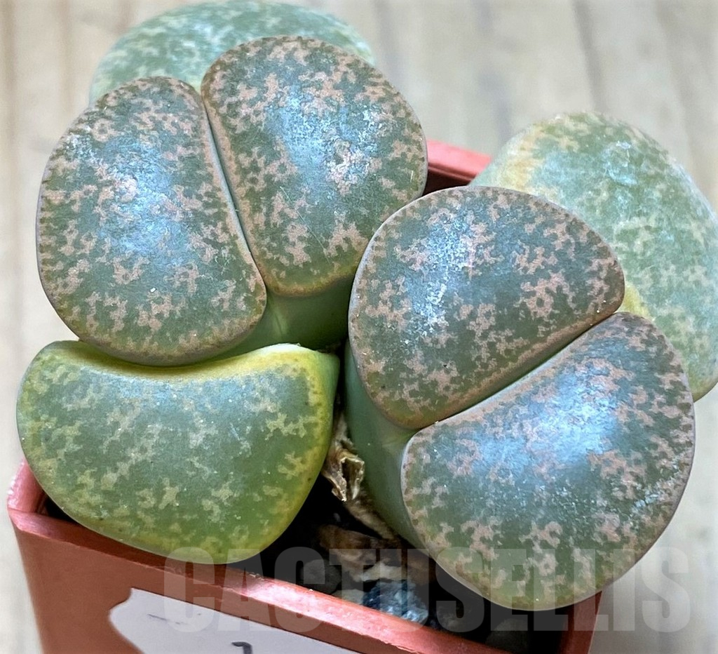 SH14169 Llithops lesliei SH 1621 -Herming Spruits-