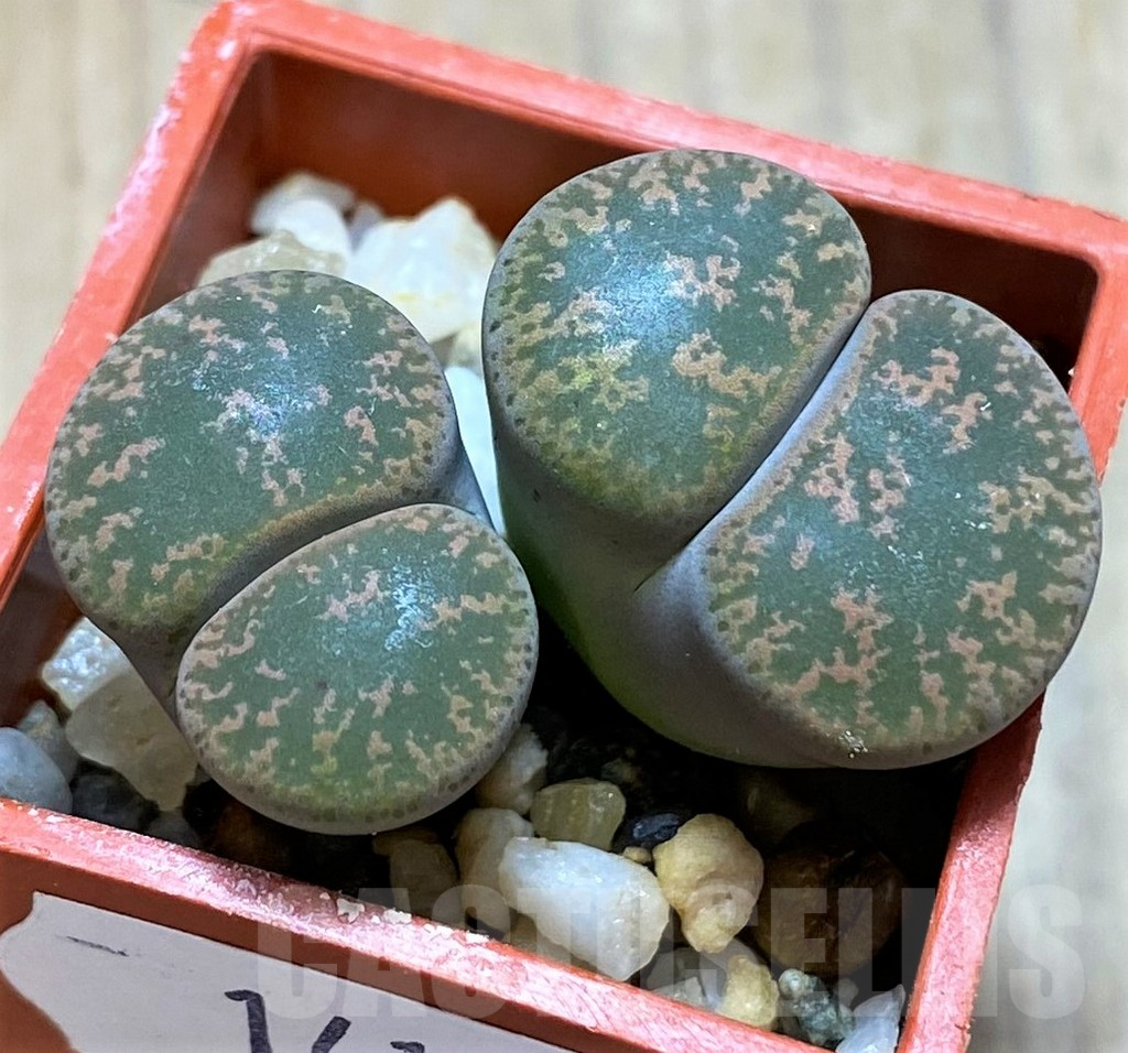 SH14170 Llithops lesliei SH 1621 -Herming Spruits-