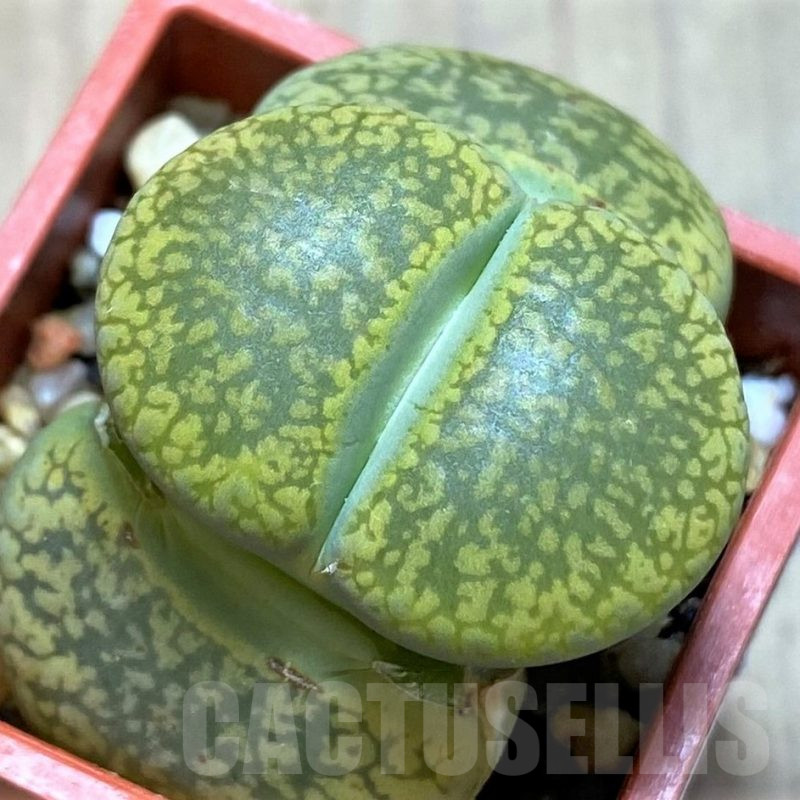 SH14171 Lithops aucampiae 'Jackson's Jade' C395