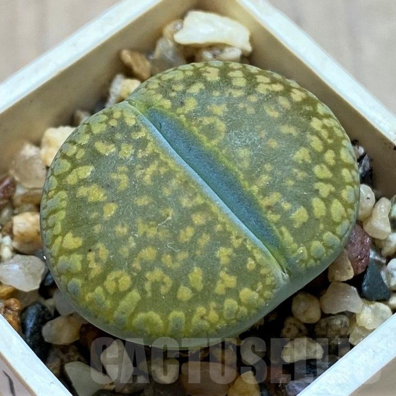 SH14172 Lithops aucampiae 'Jackson's Jade' C392