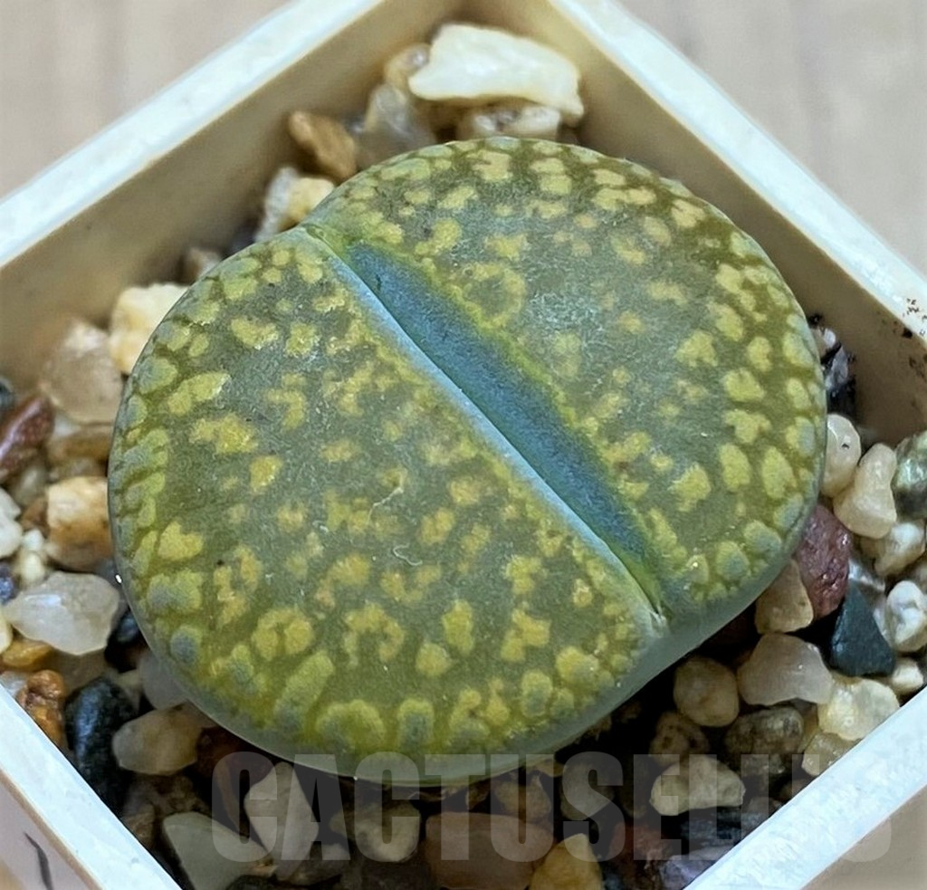 SH14172 Lithops aucampiae 'Jackson's Jade' C392