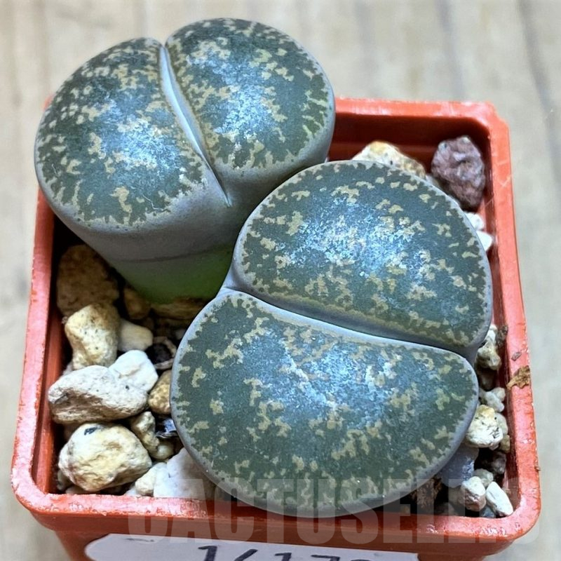 SH14173 Lithops lesliei -N Stella-, SH2422