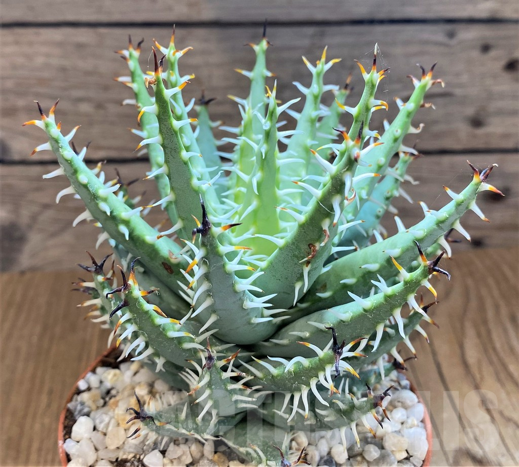 SH14233 Aloe melanacantha v. erinacea - immagine 2