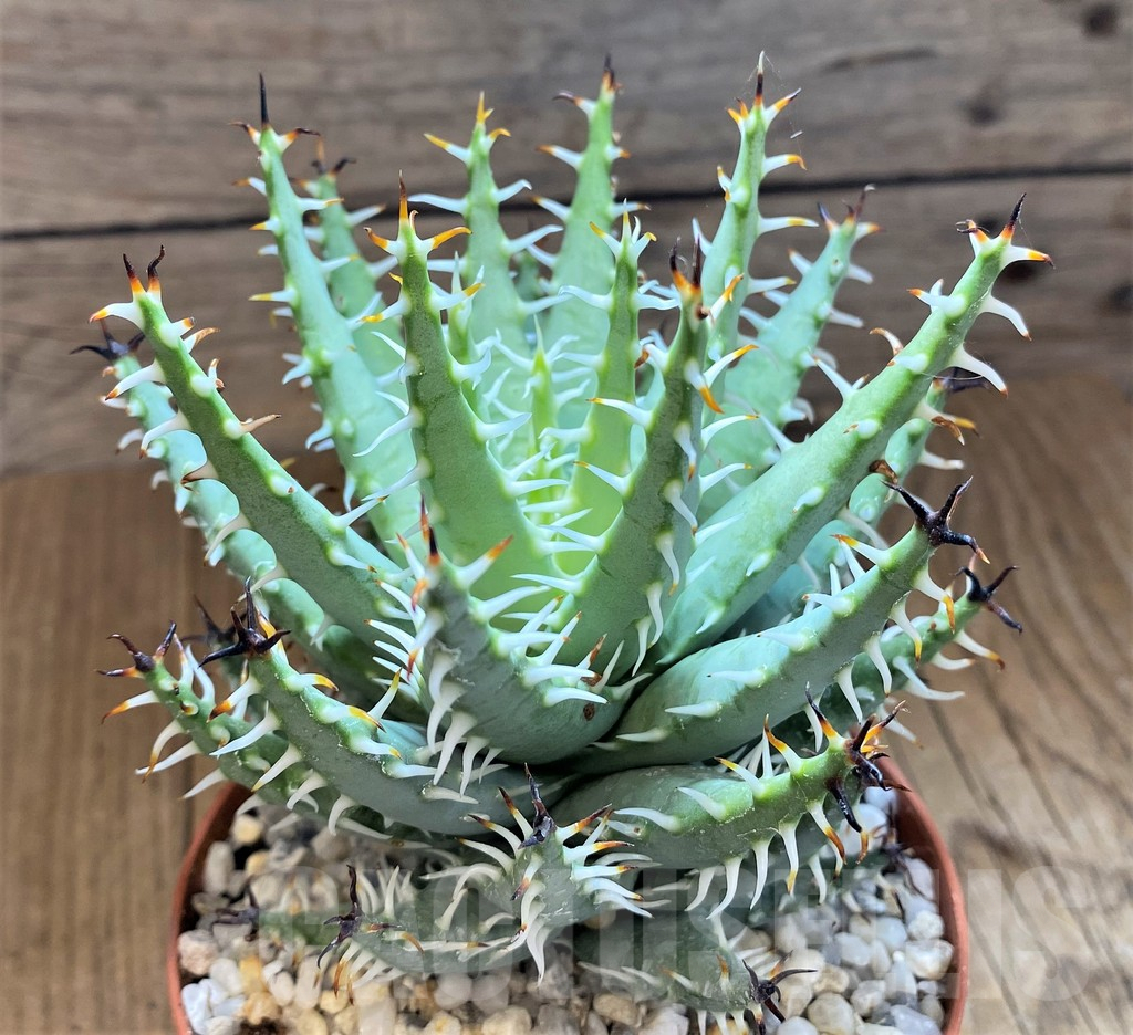 SH14233 Aloe melanacantha v. erinacea