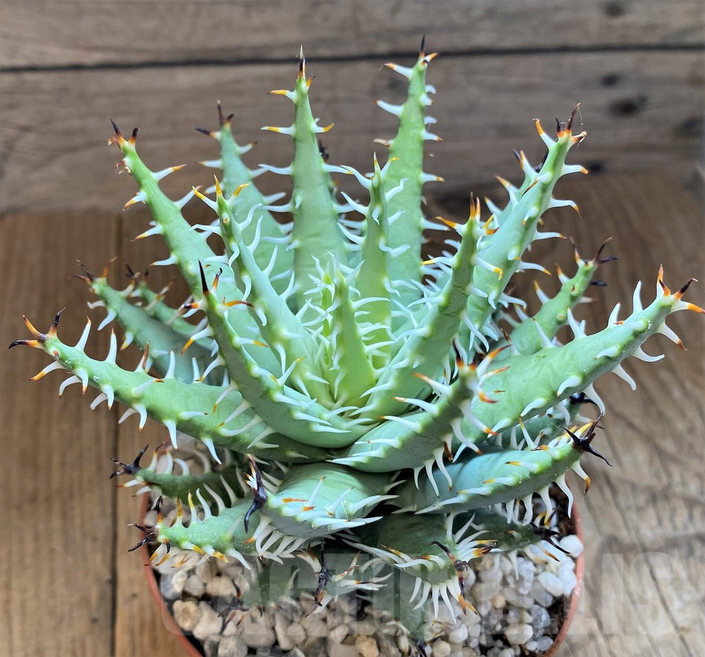 SH14233 Aloe melanacantha v. erinacea - immagine 3