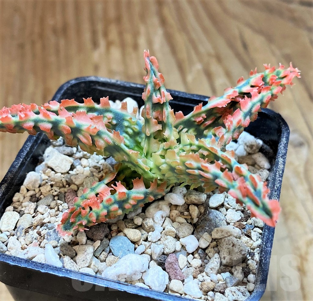 SH14258 Aloe TCT hybrid - Image 3
