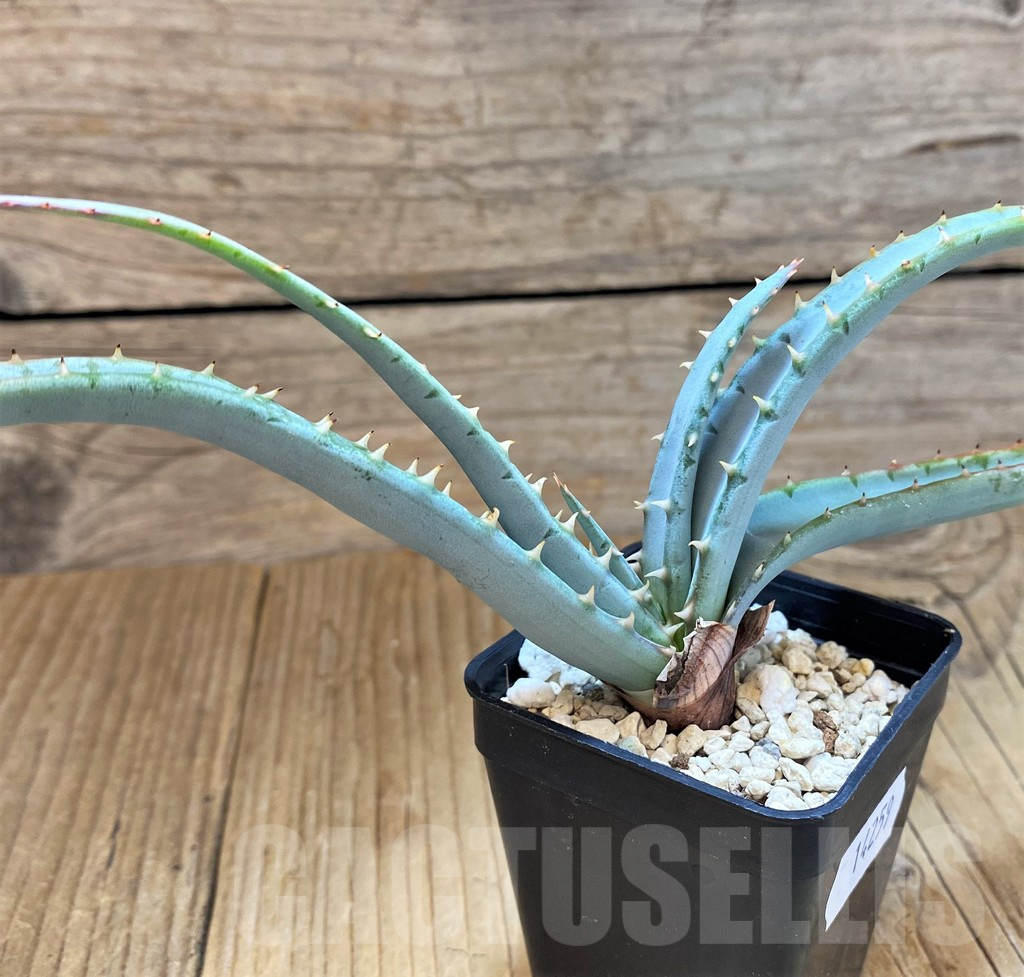 SH14259 Aloe suprafoliata - Image 2