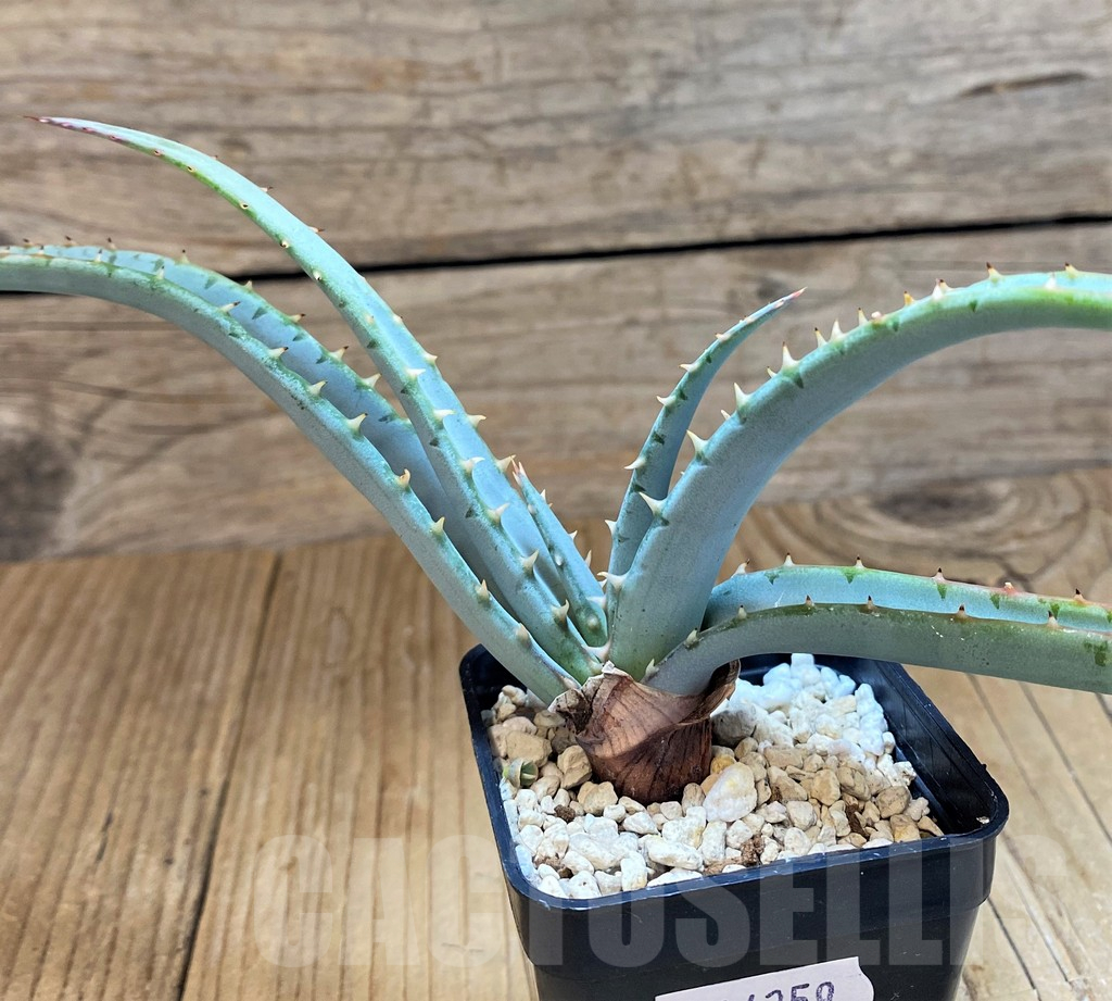 SH14259 Aloe suprafoliata