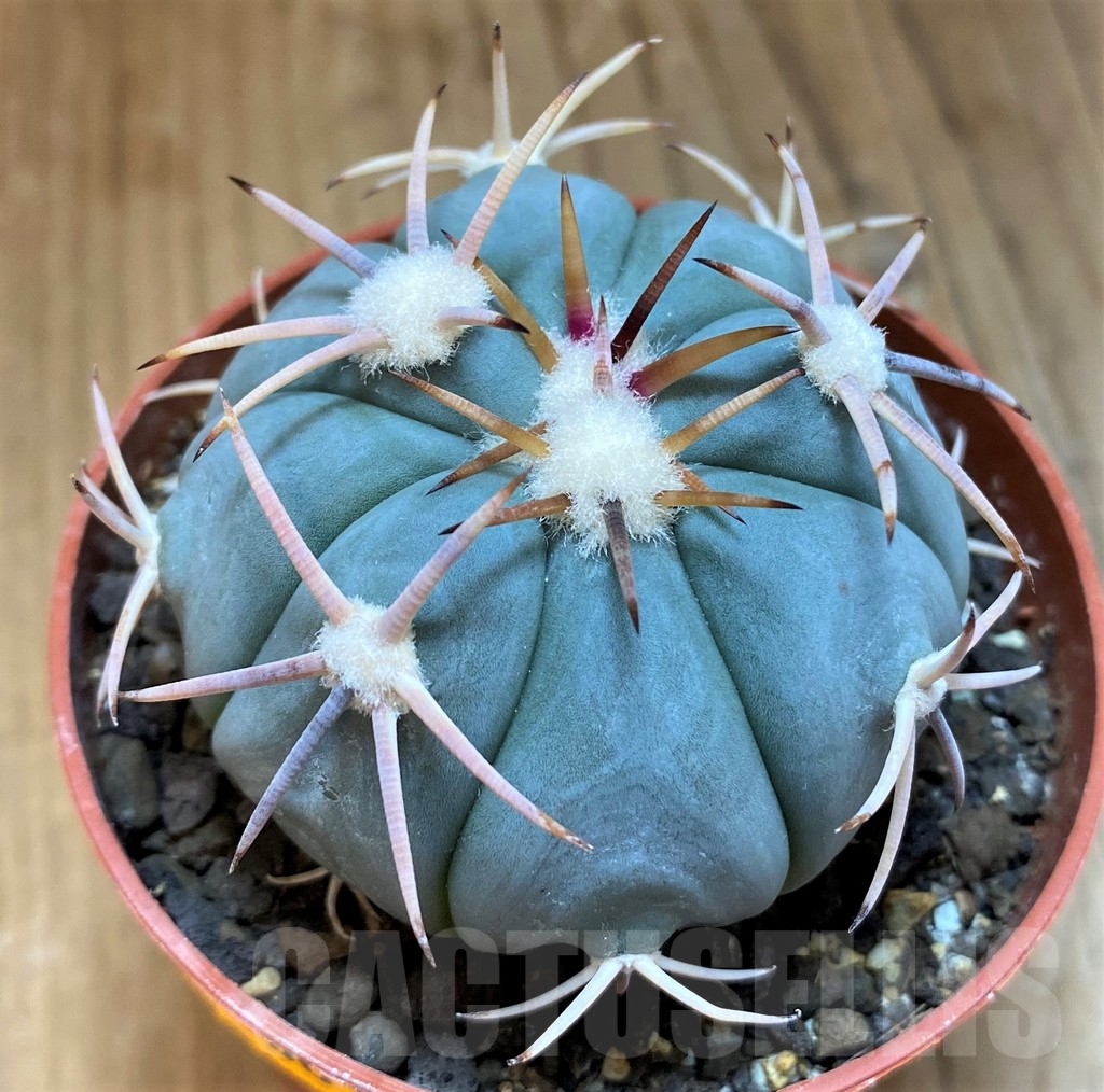 SH14314 Echinocactus horizonthalonius - Carazone d Monte-