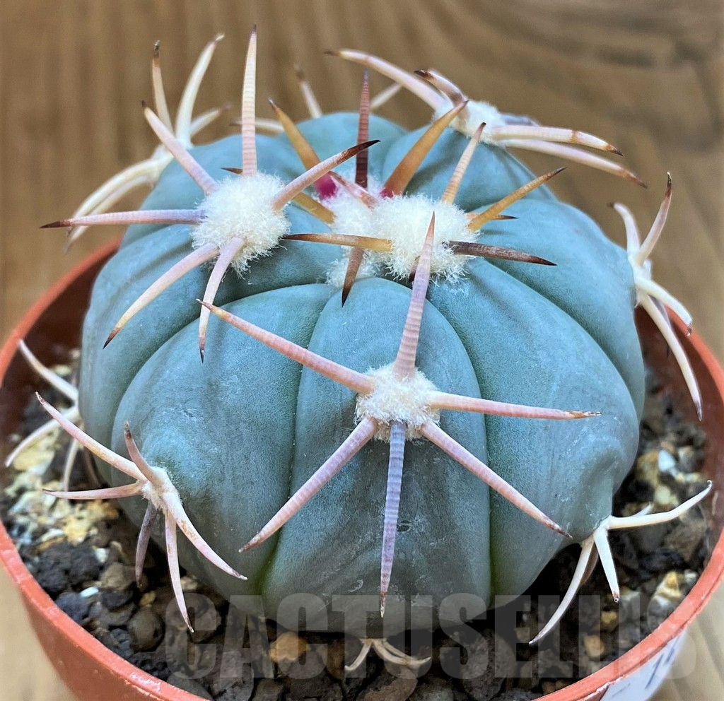 SH14314 Echinocactus horizonthalonius - Carazone d Monte- - Imagen 2