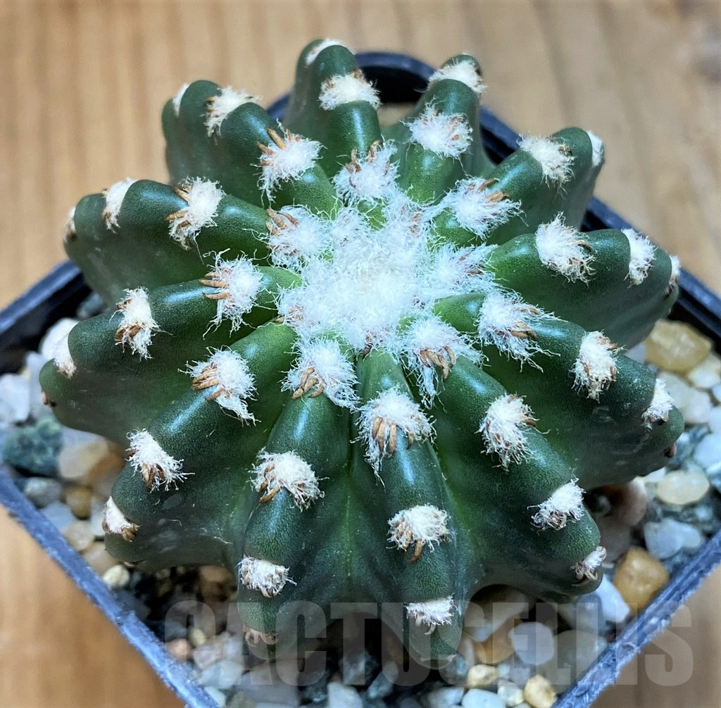 SH14316 Discocactus horstii