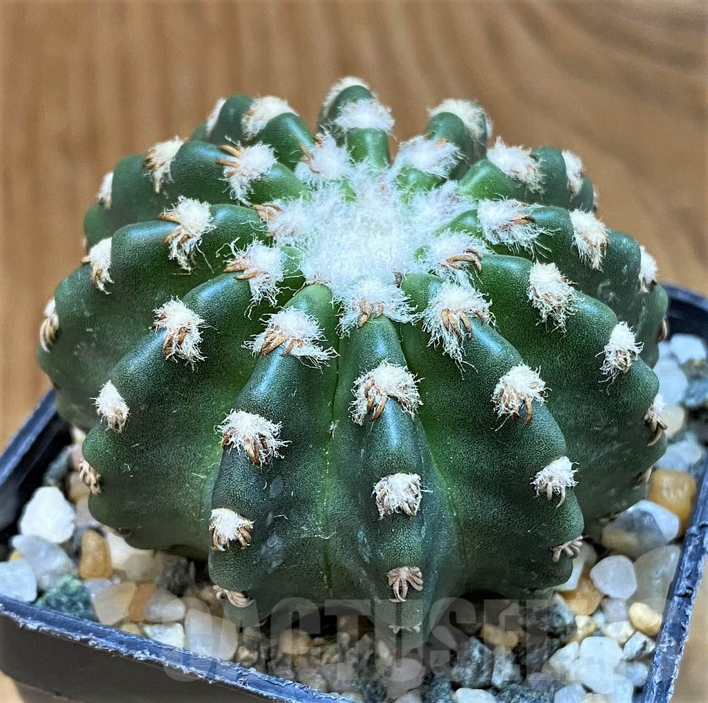 SH14316 Discocactus horstii - immagine 2