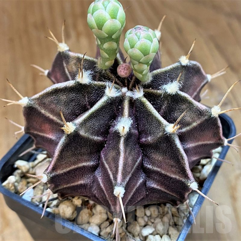 SH14320 Gymnocalycium mihanovichii ‘Zebra’ seedling