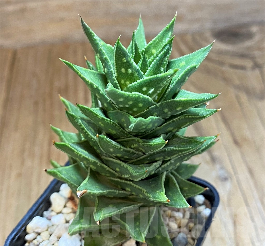 SH14268 Astroloba foliolosa x Haworthia pumila, seedling - immagine 2