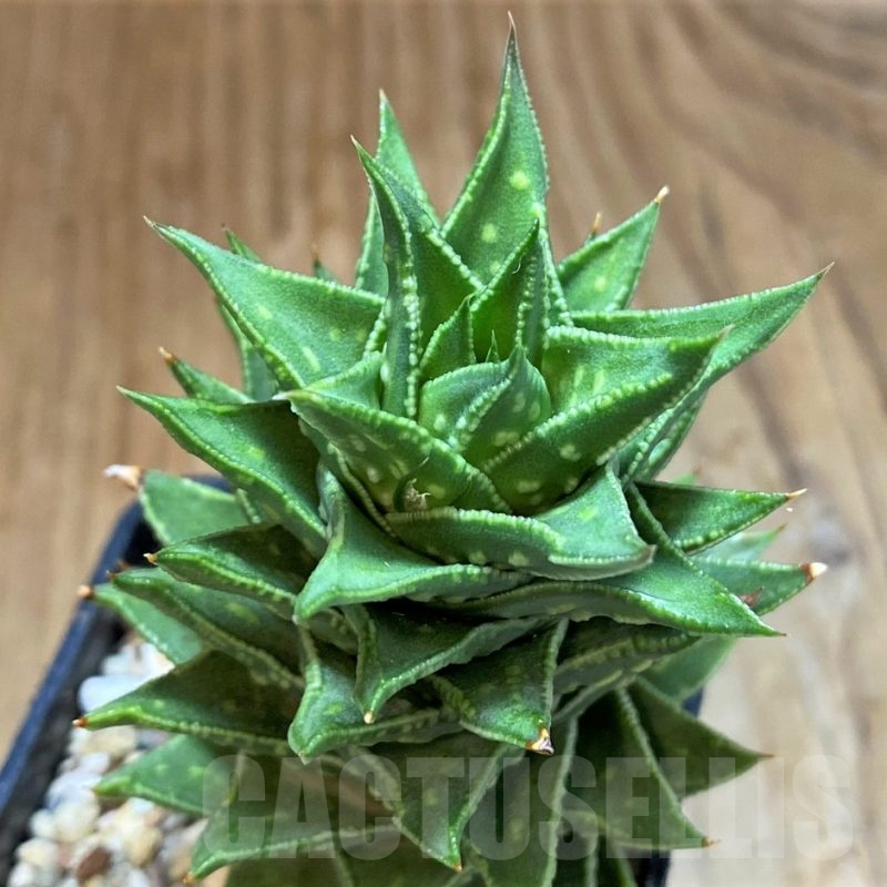 SH14268 Astroloba foliolosa x Haworthia pumila, seedling