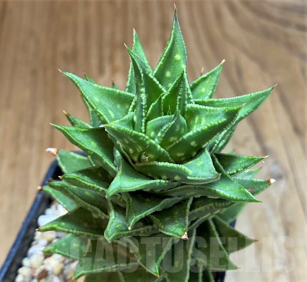 SH14268 Astroloba foliolosa x Haworthia pumila, seedling