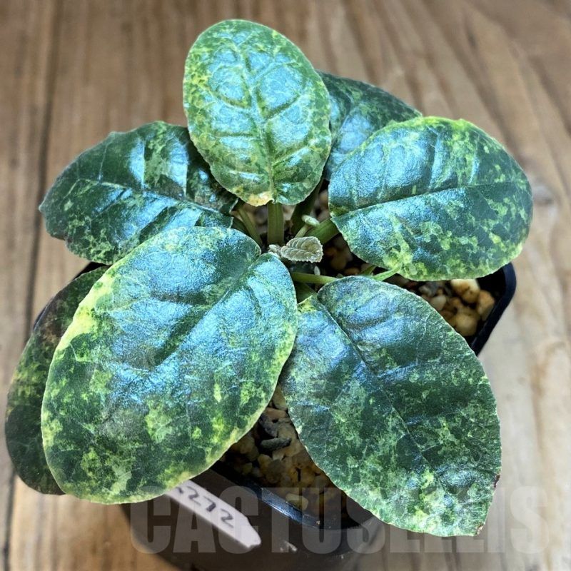 SH14272 Dorstenia foetida f. variegata