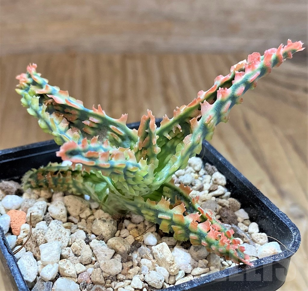 SH14257 Aloe TCT hybrid - Image 3