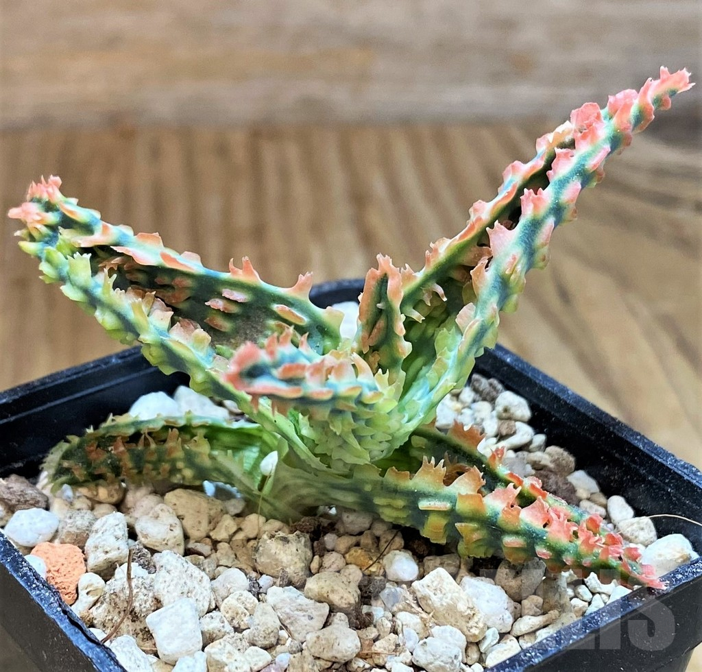 SH14257 Aloe TCT hybrid - Image 2