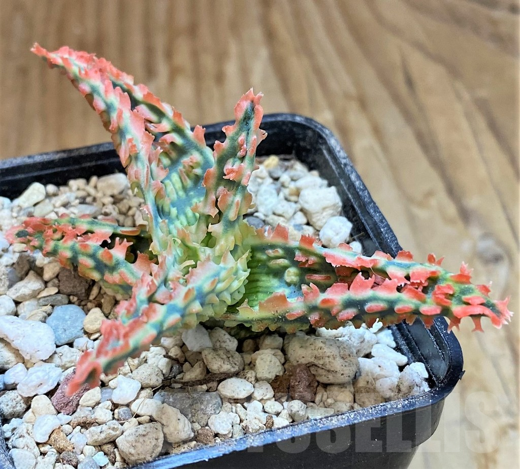 SH14258 Aloe TCT hybrid - Image 2