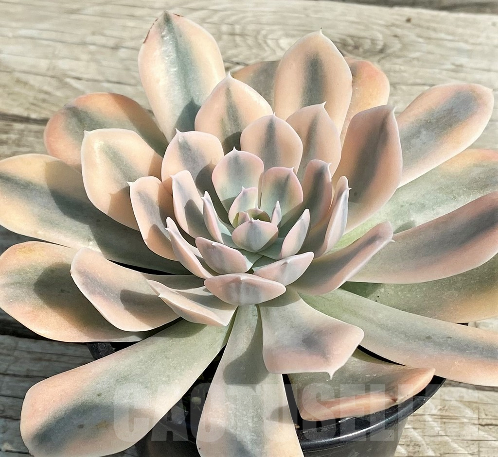 SH14353 Echeveria ‘Runyonii’ f. variegata - Image 2