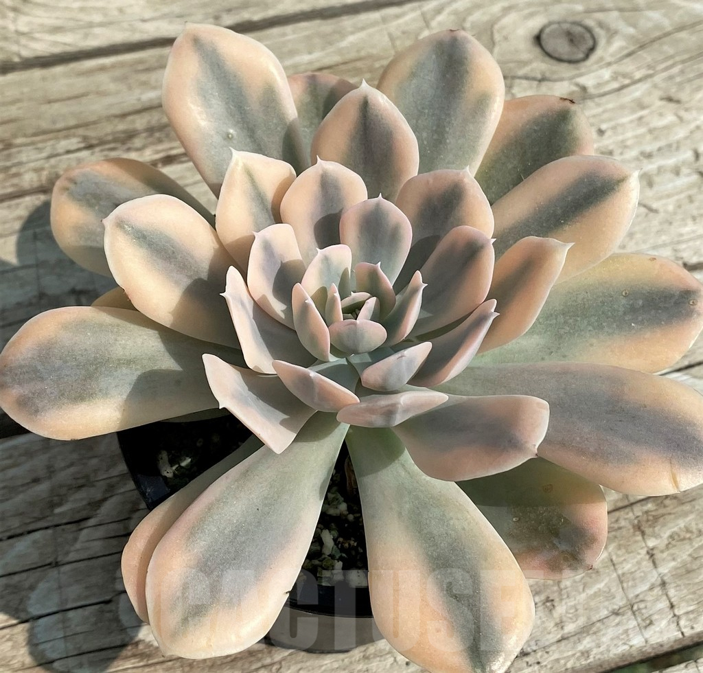 SH14354 Echeveria ‘Runyonii’ f. variegata - Imagen 3