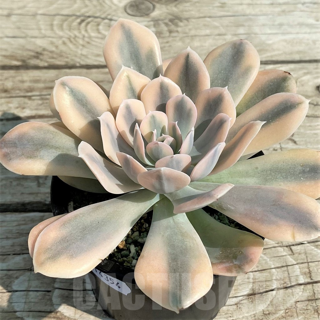 SH14354 Echeveria ‘Runyonii’ f. variegata - Imagen 2