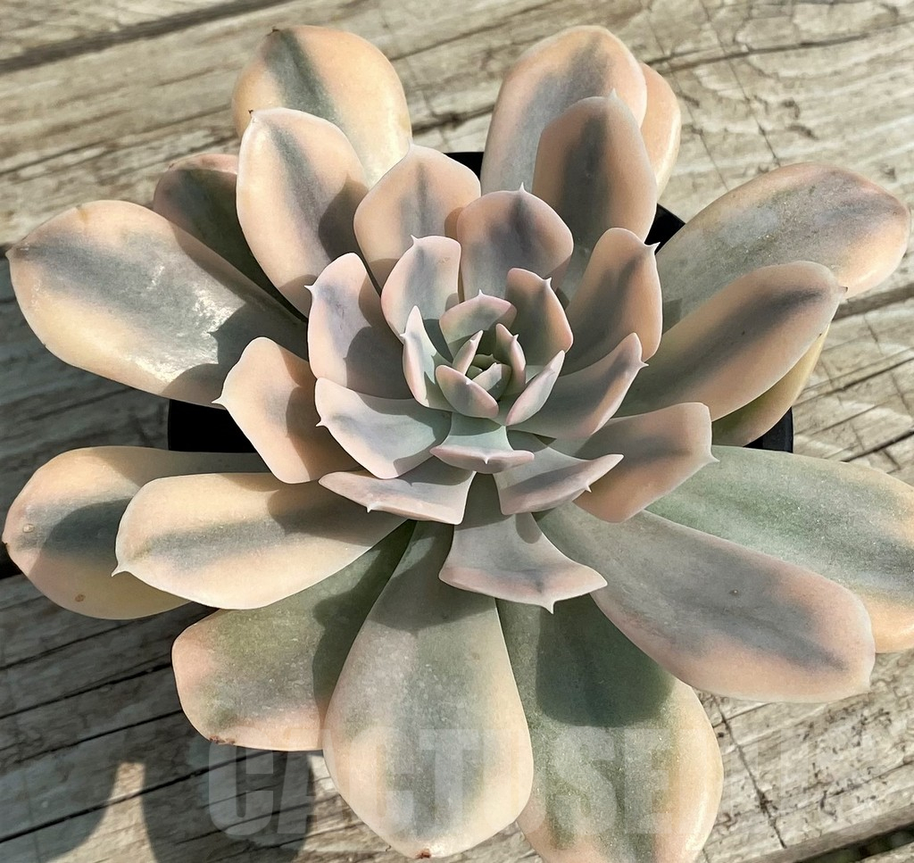 SH14354 Echeveria ‘Runyonii’ f. variegata