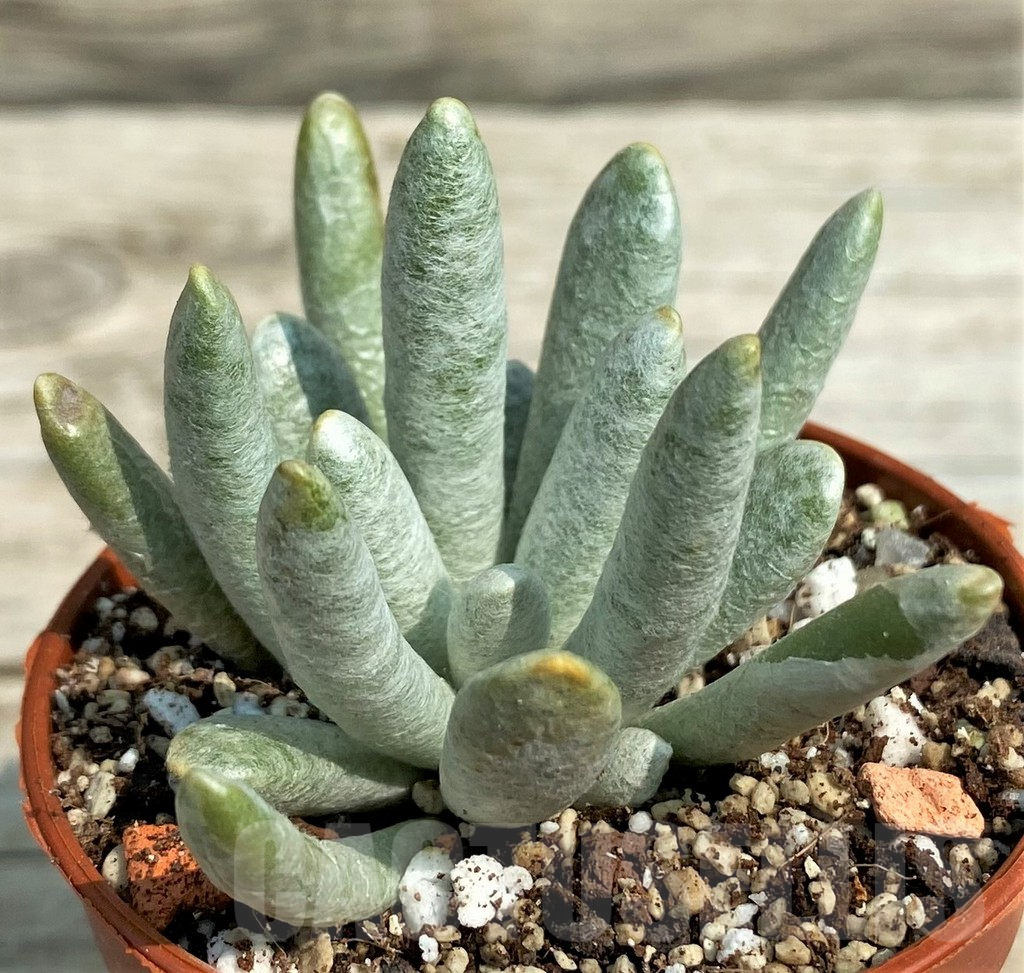 SH14357 Senecio scaposus