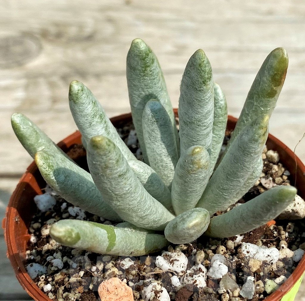 SH14357 Senecio scaposus - Image 2