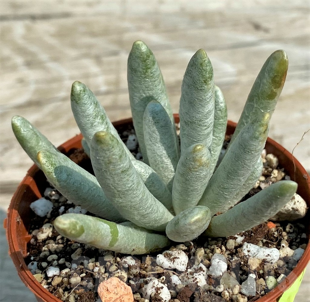 SH14357 Senecio scaposus - Image 3
