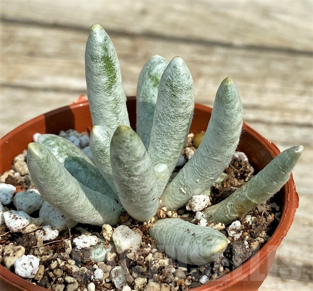 SH14358 Senecio scaposus - Image 2