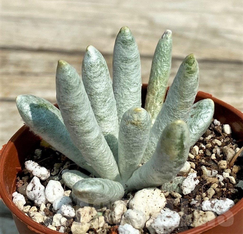 SH14358 Senecio scaposus