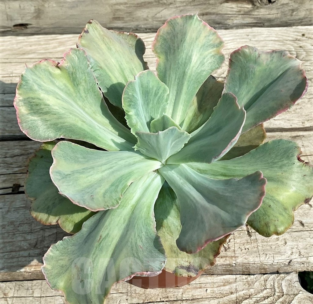SH14361 Echeveria chantilly ‘Green mint’