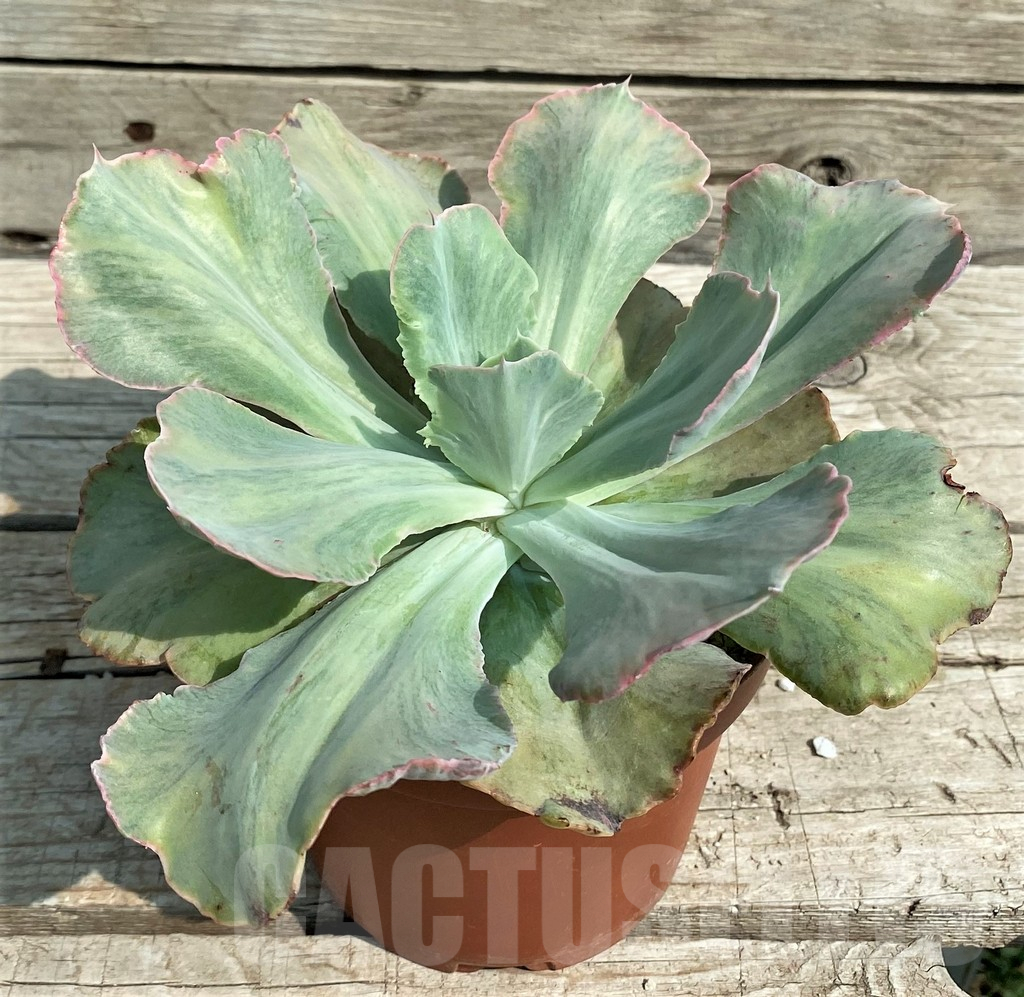 SH14361 Echeveria chantilly ‘Green mint’ - Obrázek 2