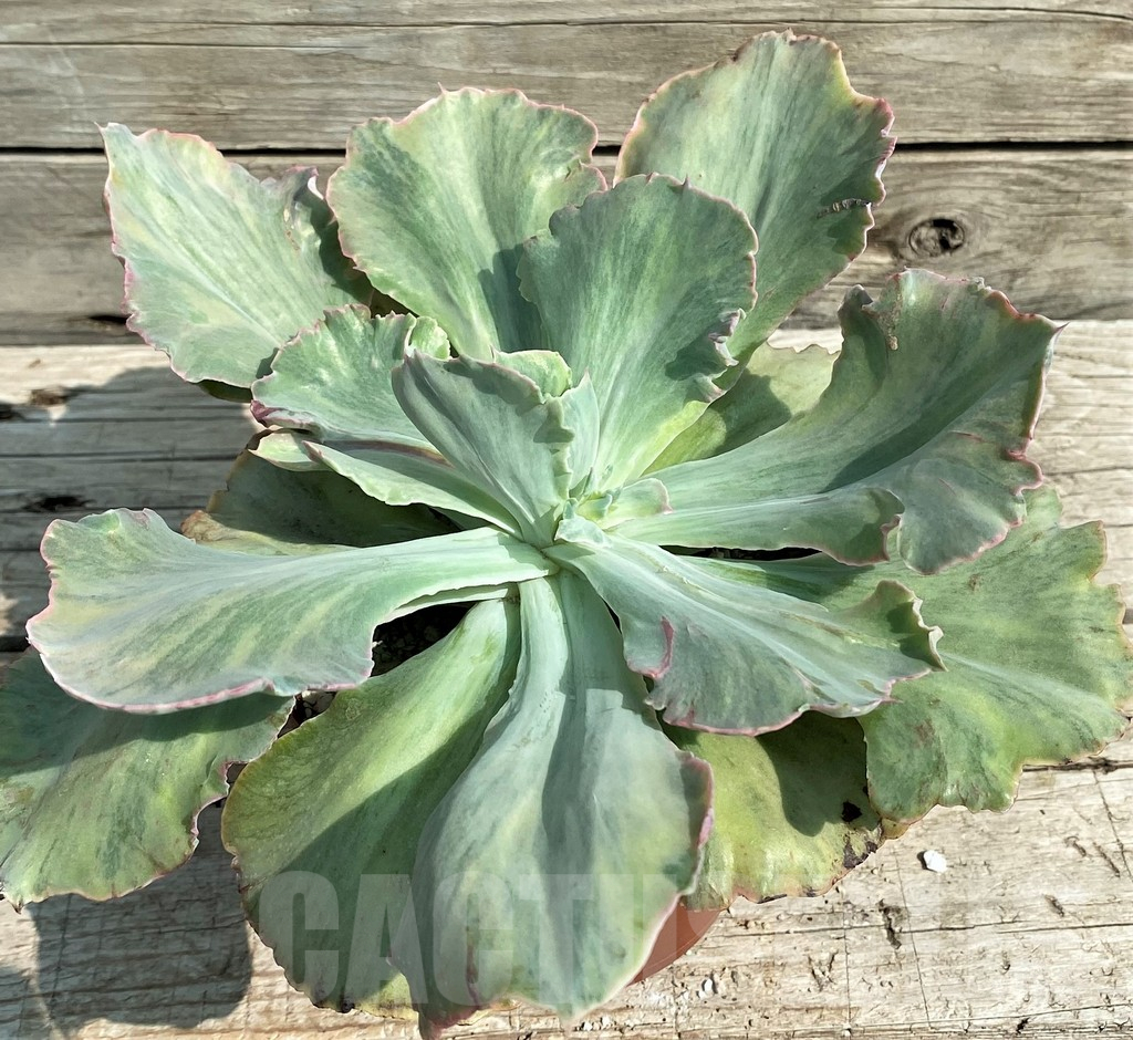 SH14362 Echeveria chantilly ‘Green mint’ - Image 2